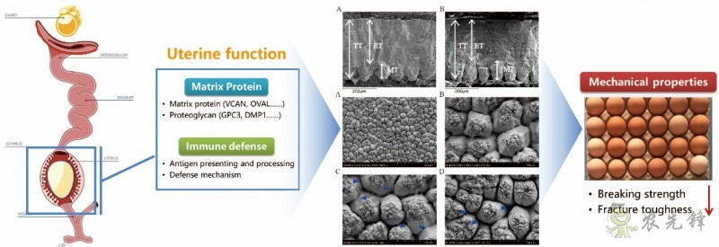 研究揭示蛋雞產(chǎn)蛋后期蛋殼質(zhì)量下降分子機制