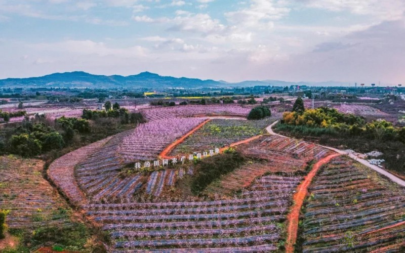 以創建農業國際貿易高質量發展基地為契機——推動中國農業國際合作邁向新高度