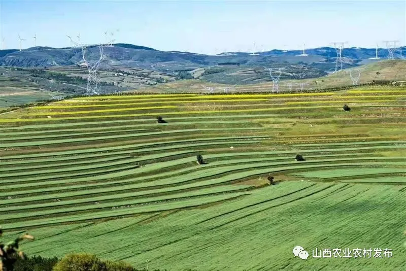 山西：“五好”畜牧領跑農業(yè)高質量發(fā)展