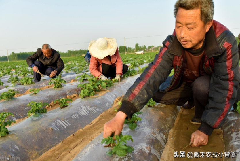 農作物起壟種植有哪些好處？起壟時如何確定最佳壟高？