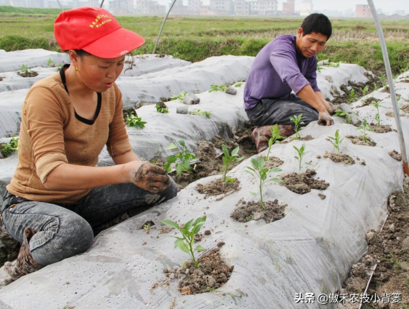 農作物起壟種植有哪些好處？起壟時如何確定最佳壟高？