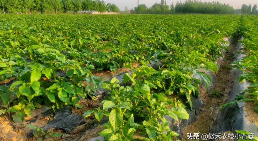 農作物起壟種植有哪些好處？起壟時如何確定最佳壟高？