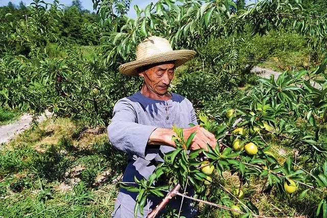 重慶改地改制發展山地高效農業